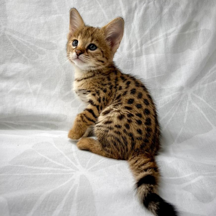 Preciosos gatitos Savannah F2 disponibles. - foto 2